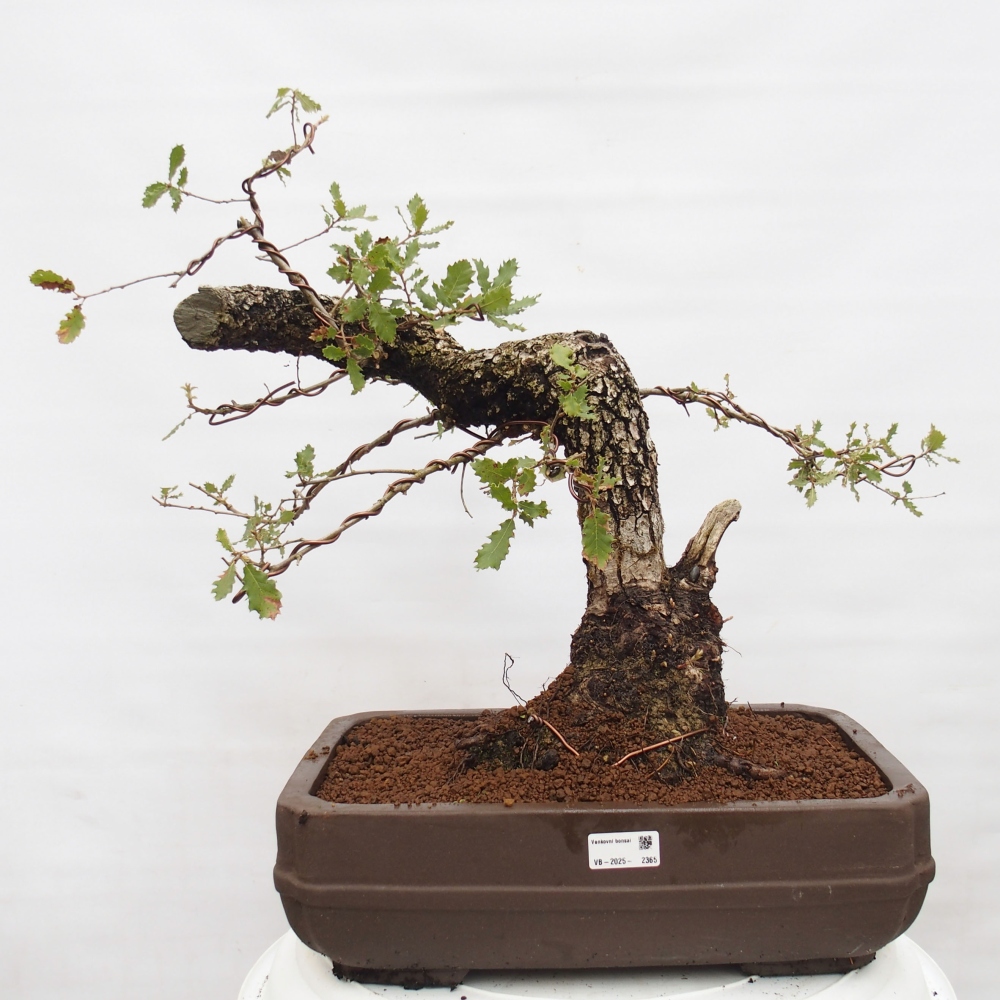 Yamadori - Quercus Ilex - Chêne vert