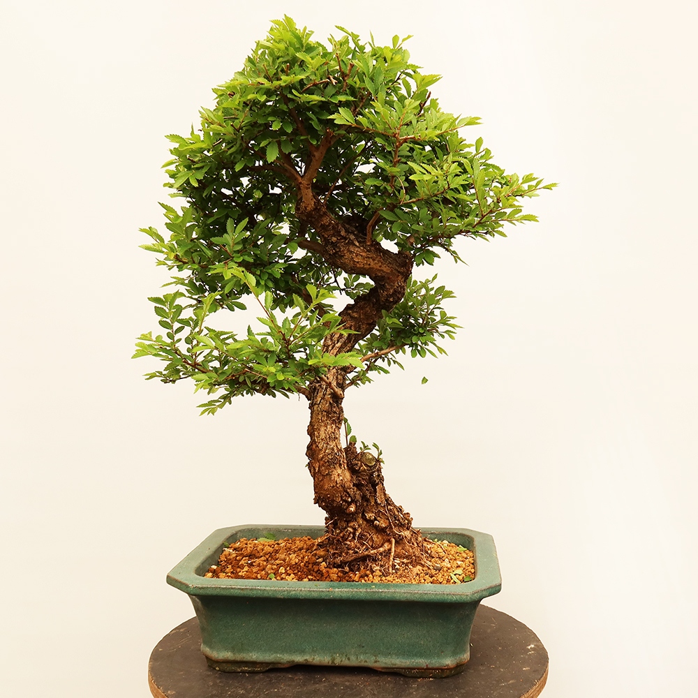 Bonsaï d'extérieur - Zelkova - Zelkova NIRE