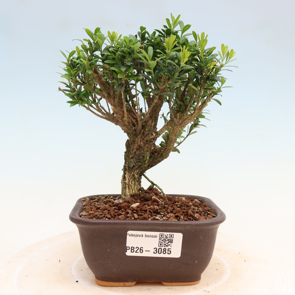 Bonsaï de chambre - Buxus harlandii - buxus liège