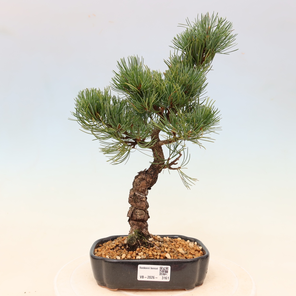 Bonsaï d'extérieur - Pinus parviflora - Pinus parviflora