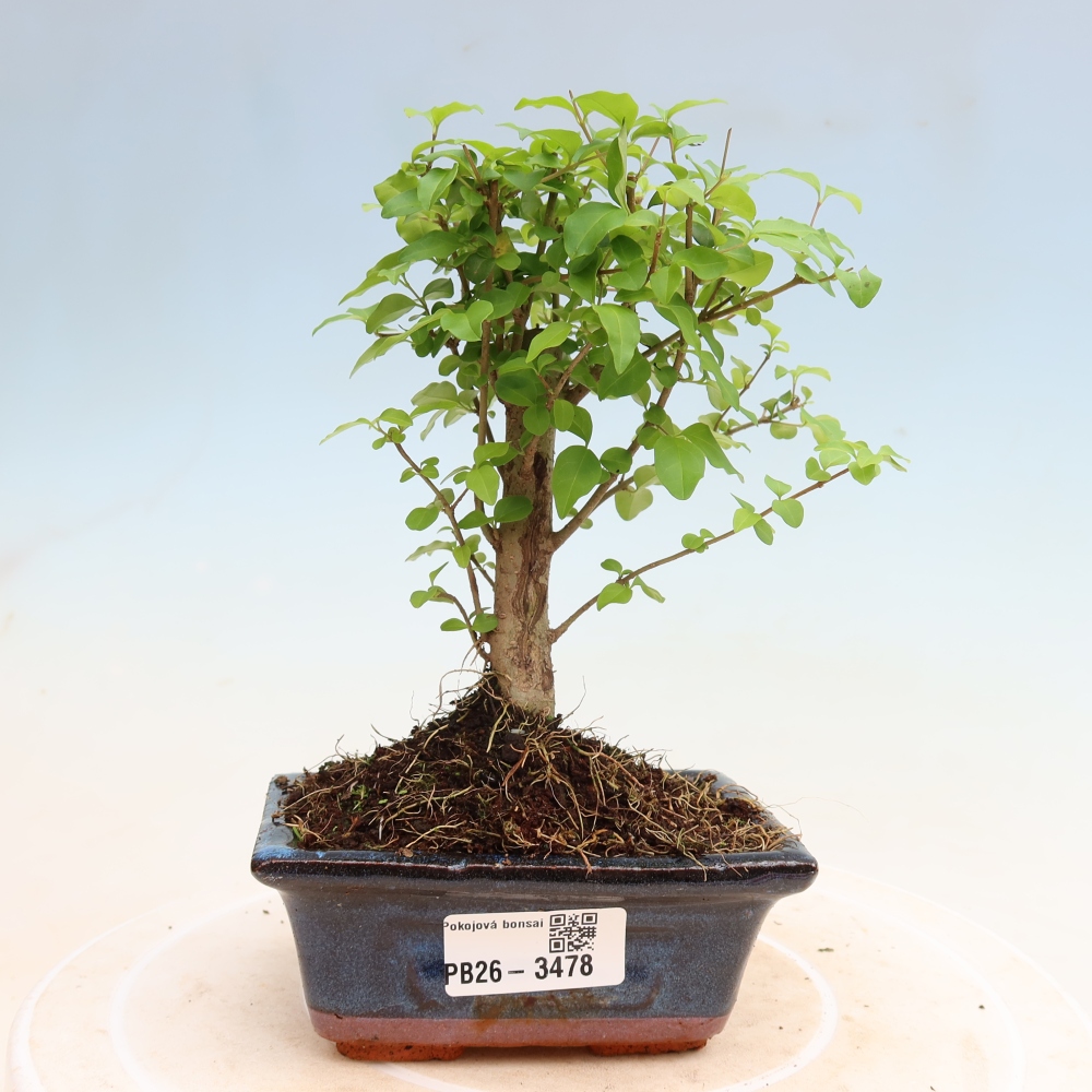 Bonsaï de chambre -Ligustrum chinensis - Bec d'oiseau