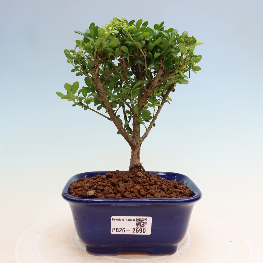 Bonsaï de chambre - Ilex crenata - Houx