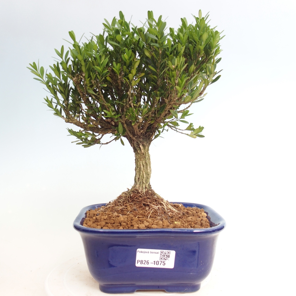 Bonsaï de chambre - Buxus harlandii - buxus liège