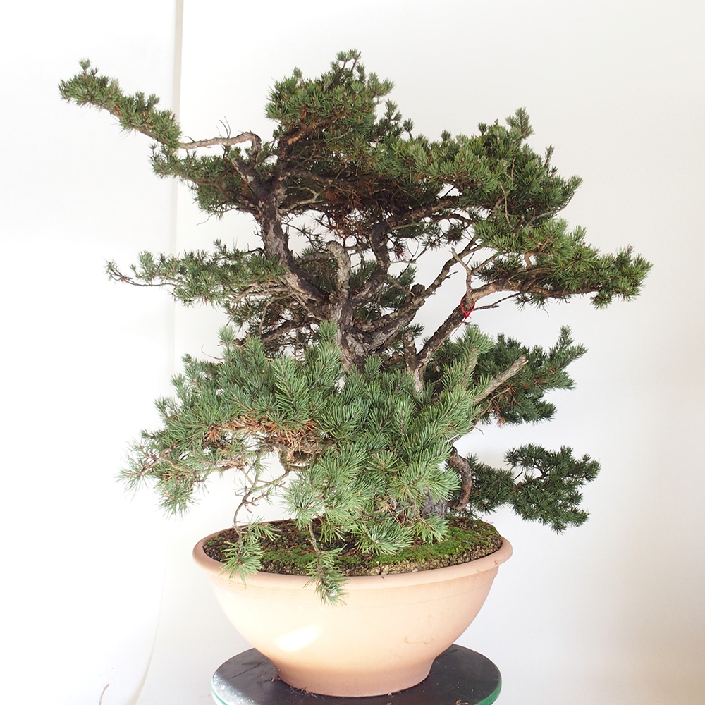 Yamadori - Pinus sylvestris Espagne