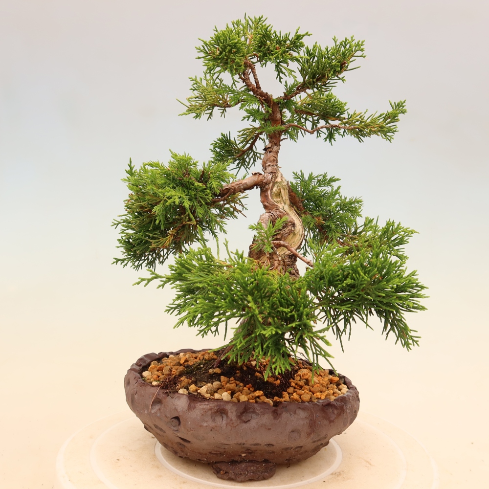 Bonsaï d'extérieur - Juniperus chinensis Itoigawa