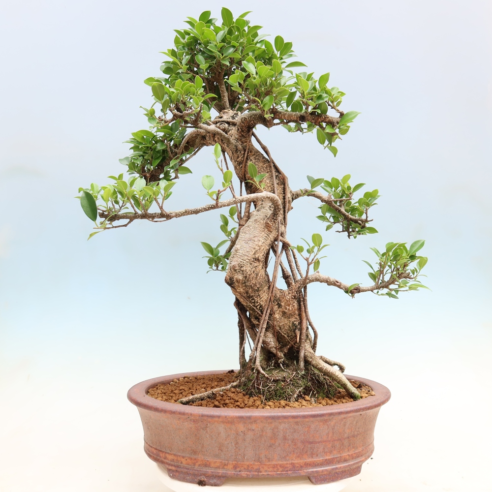 Salle bonsaï - Ficus kimmen - ficus à petites feuilles