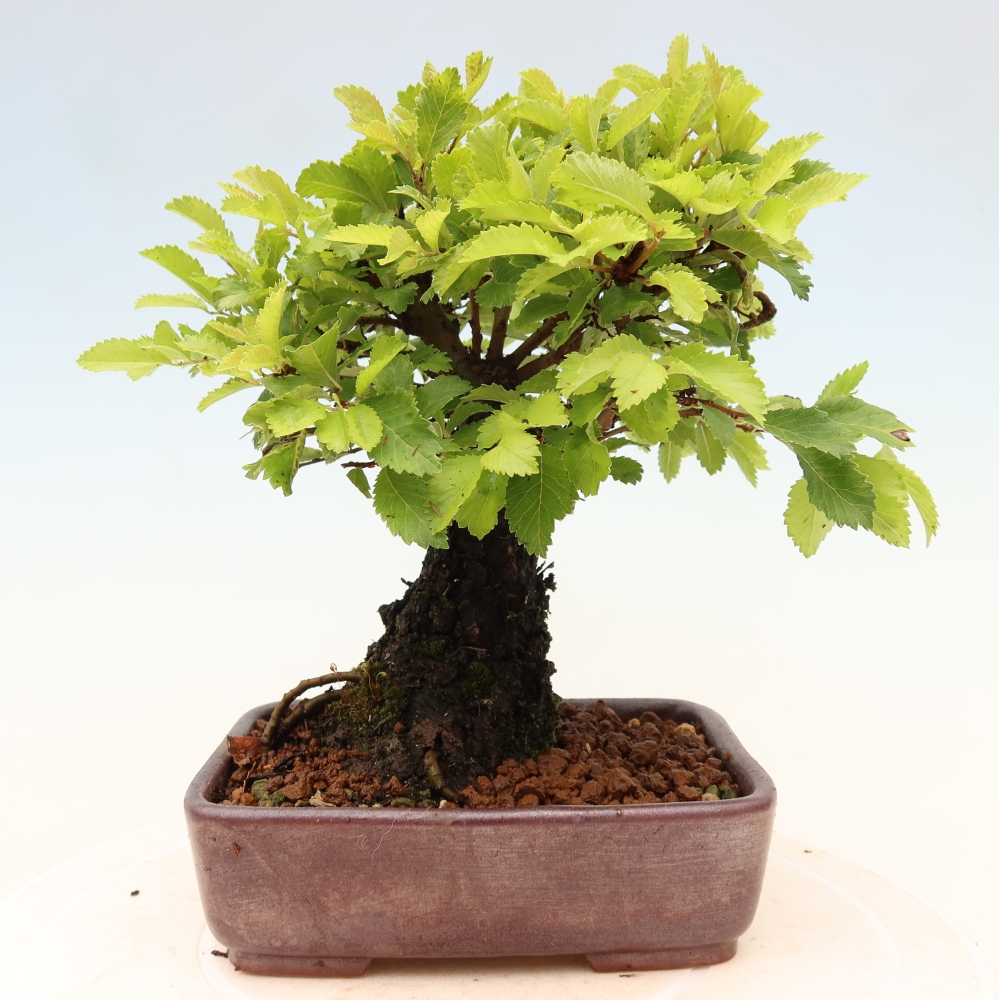 Bonsaï d'extérieur - Zelkova - Zelkova NIRE