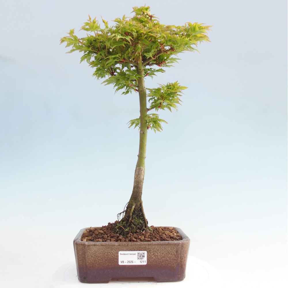 Bonsaï d'extérieur -Javor palm Acer palmatum Shishigashira