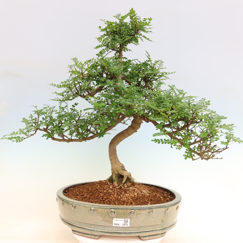 Salle bonsaï - Zantoxylum piperitum - arbre à poivre