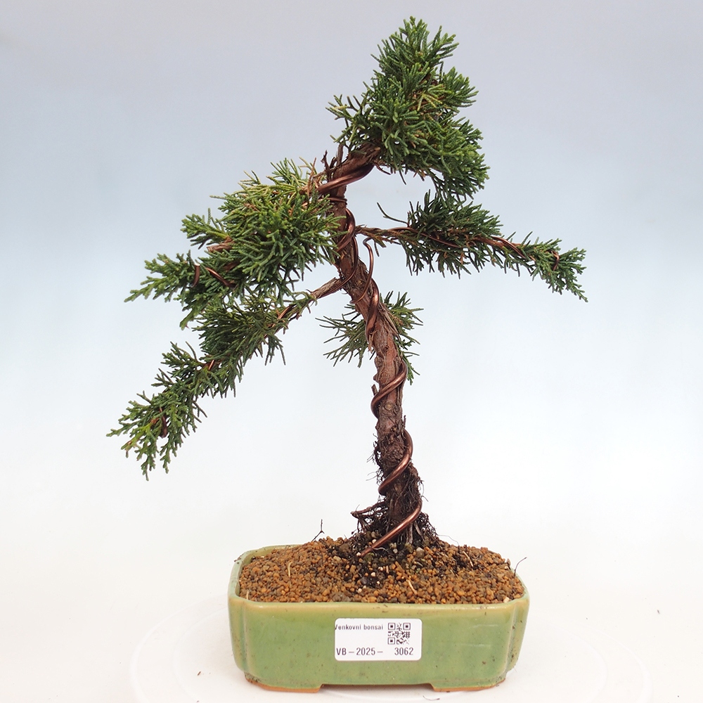 Bonsaï d'extérieur - Juniperus chinensis Kishu