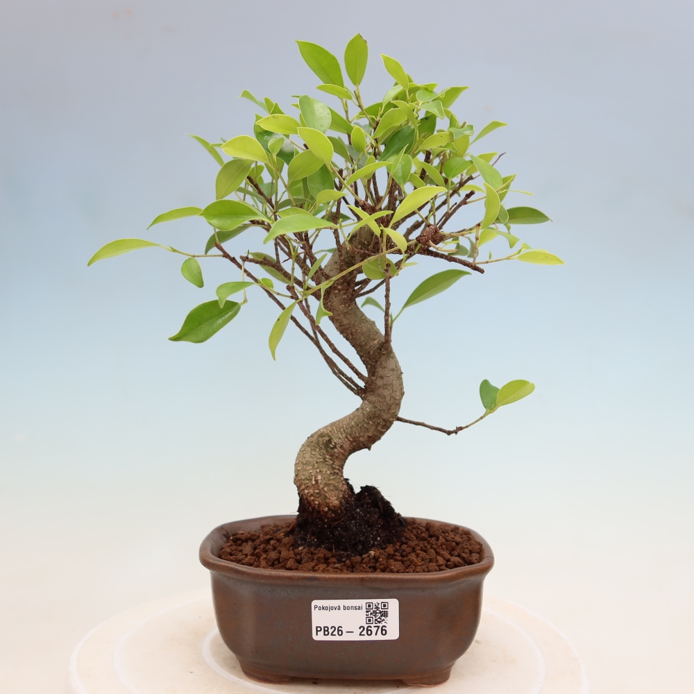 Salle bonsaï - Ficus kimmen - ficus à petites feuilles