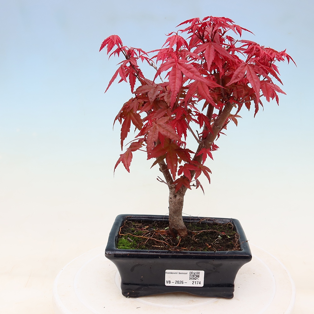 Bonsaï d'extérieur - Acer palmatum DESHOJO