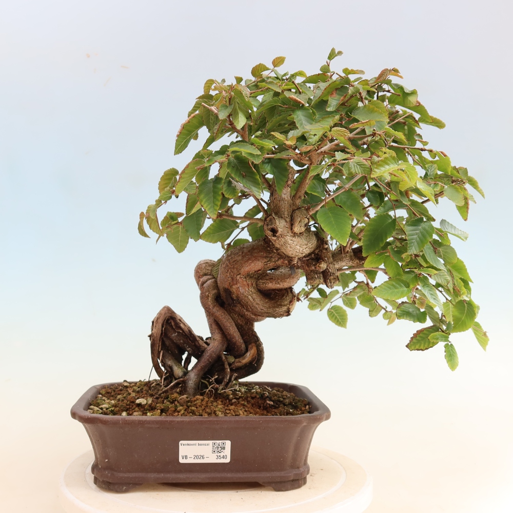 Bonsaï d'extérieur -Carpinus CARPINOIDES - Charme de Corée