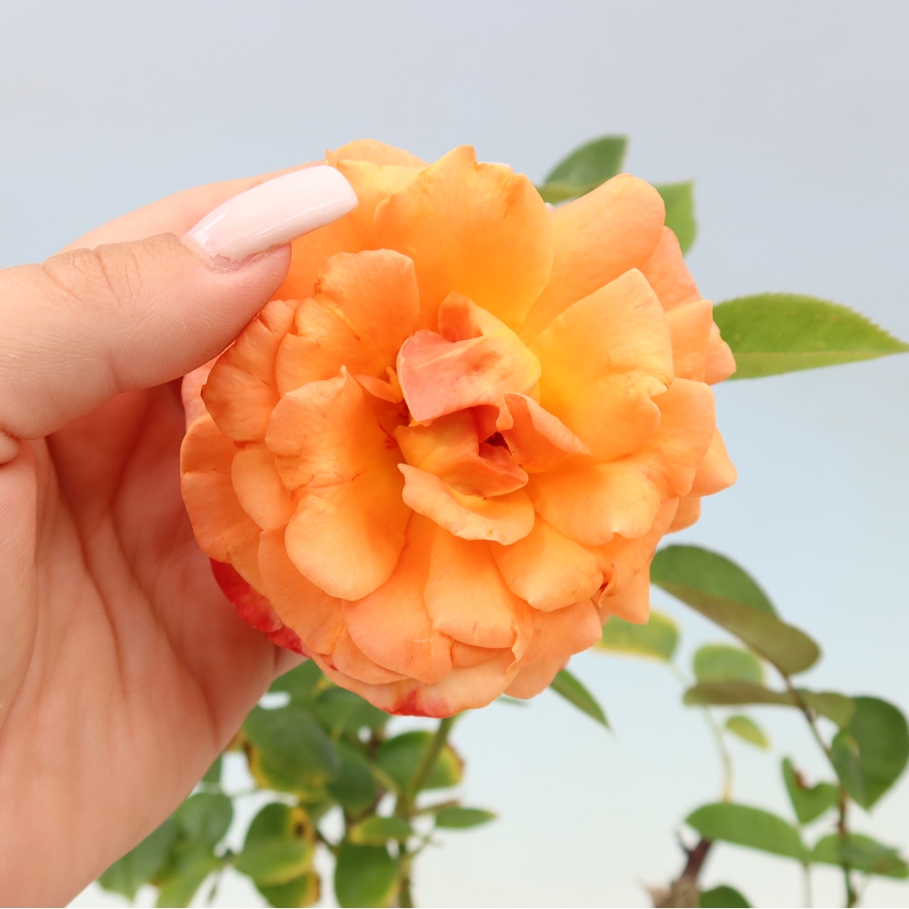 Bonsaï d'extérieur - Rosa Kordes - rose