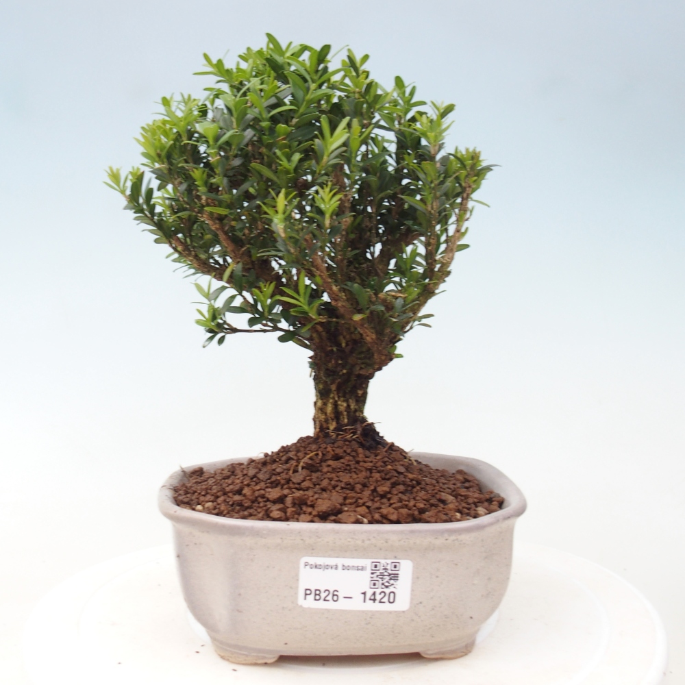 Bonsaï de chambre - Buxus harlandii - buxus liège