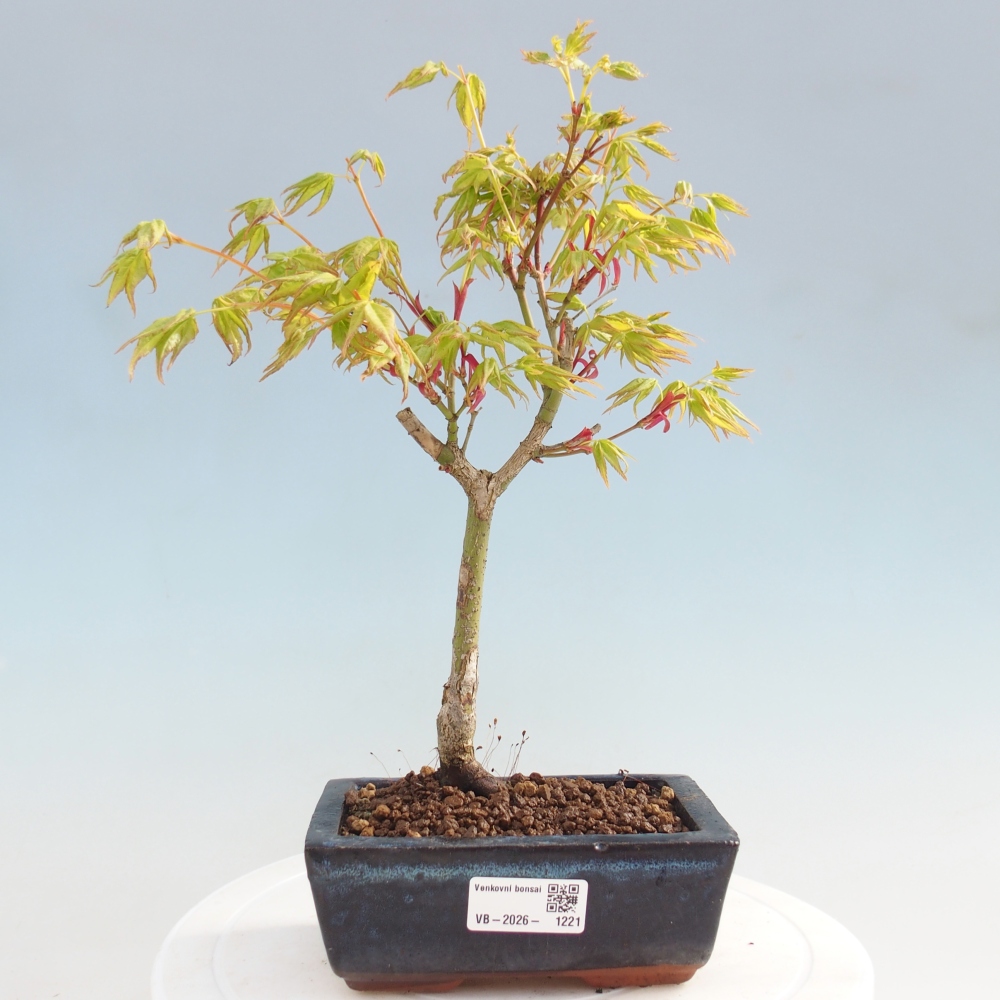 Acer palmatum Aureum - Érable doré