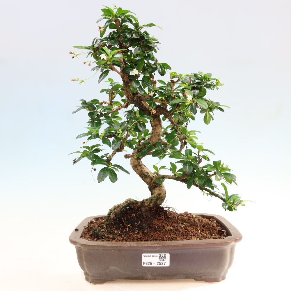 Bonsaï de chambre - Carmona macrophylla - Tea fuki
