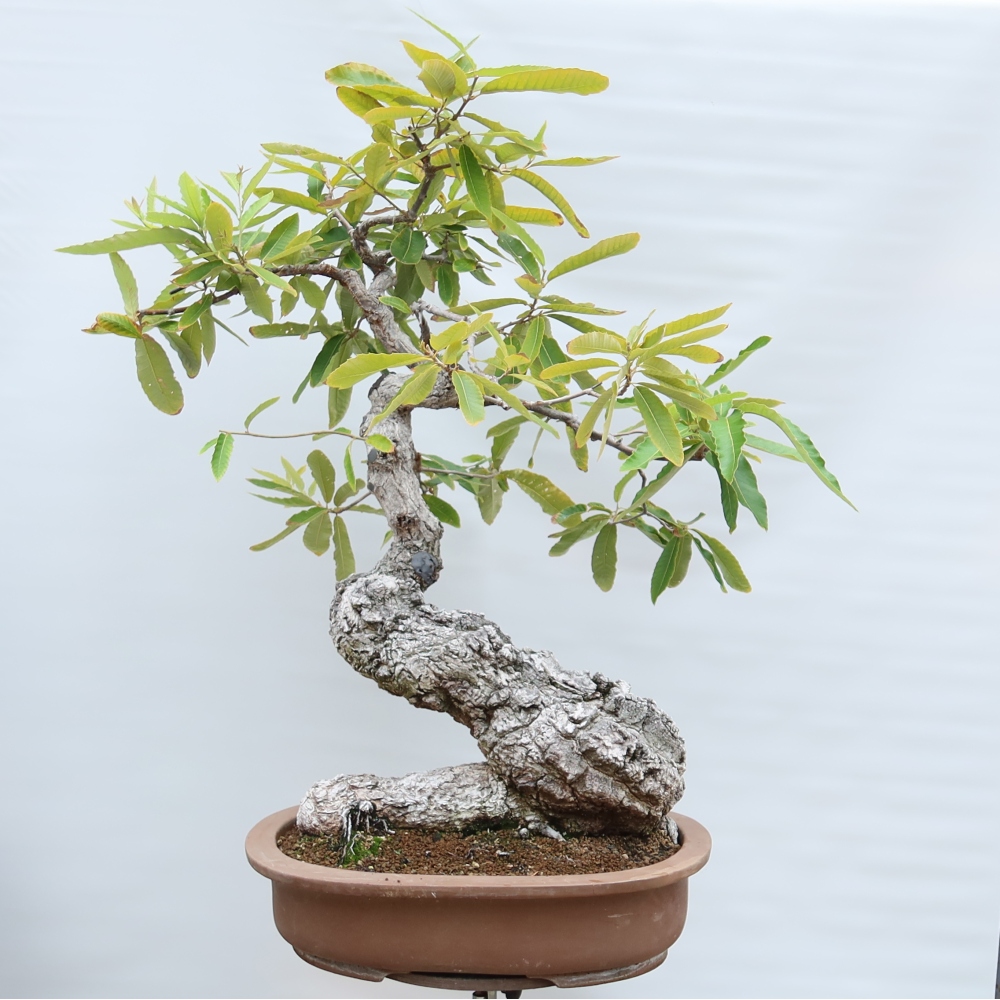 Bonsaï d'extérieur - Quercus castaneifolia  - Chêne à feuilles de châtaignier