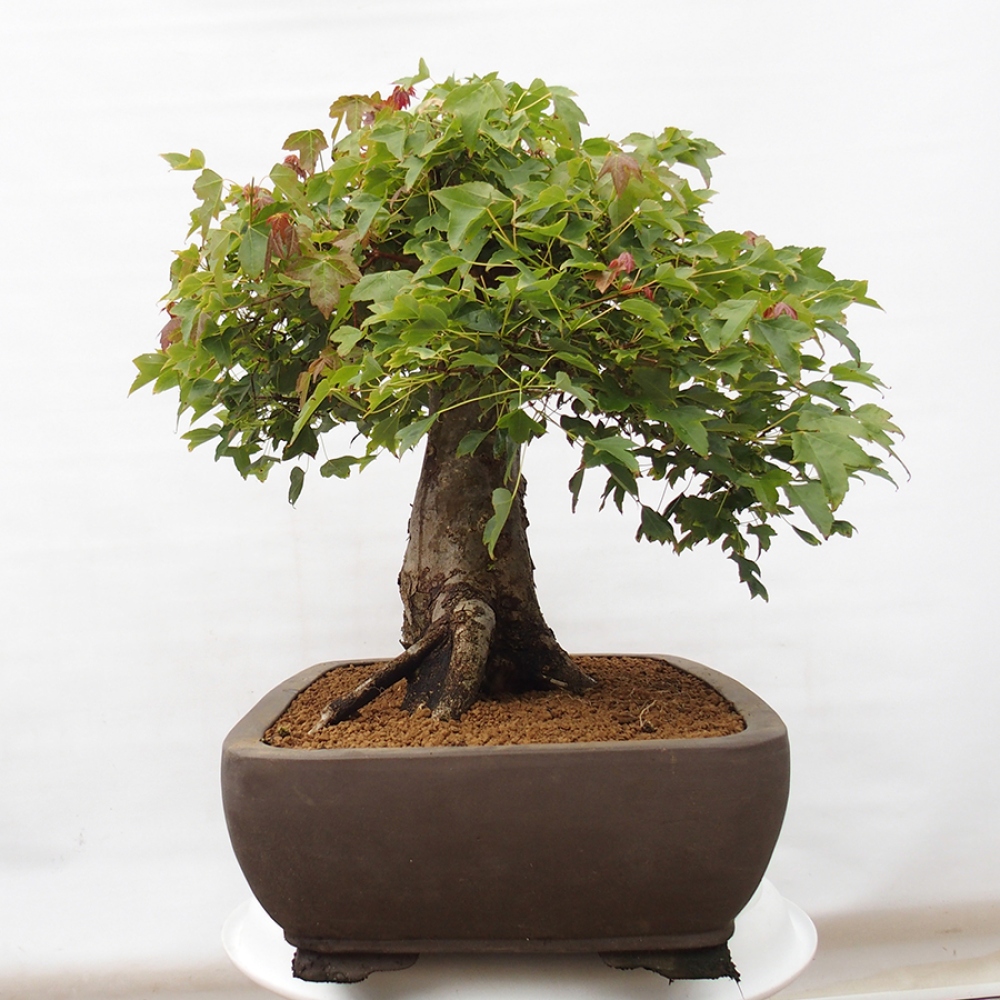 Bonsaï d'extérieur - Acer Buergerianum - Burger Maple