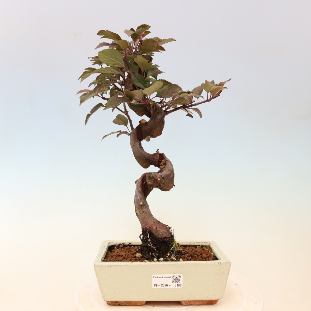 Bonsaï d'extérieur -Malus domestica - Pommier à petits fruits et à feuilles rouges