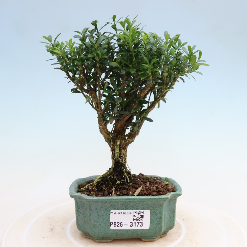 Bonsaï de chambre - Buxus harlandii - buxus liège