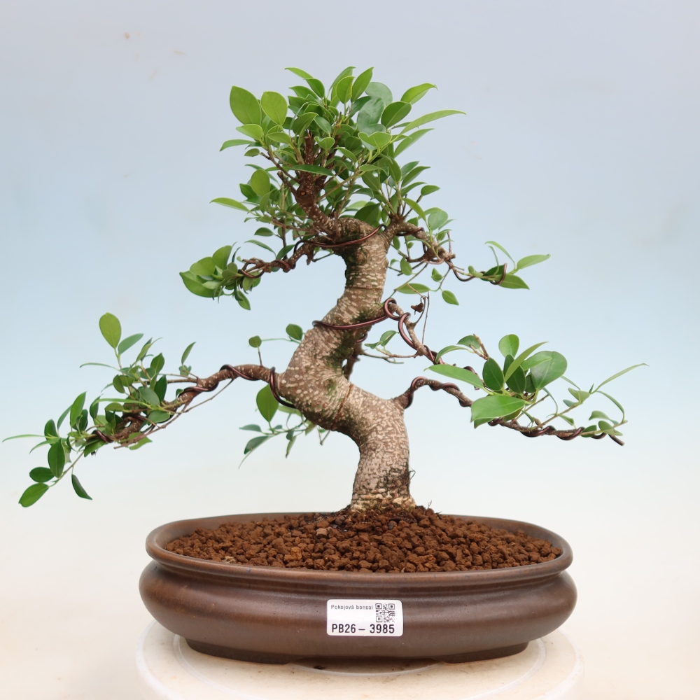 Salle bonsaï - Ficus kimmen - ficus à petites feuilles