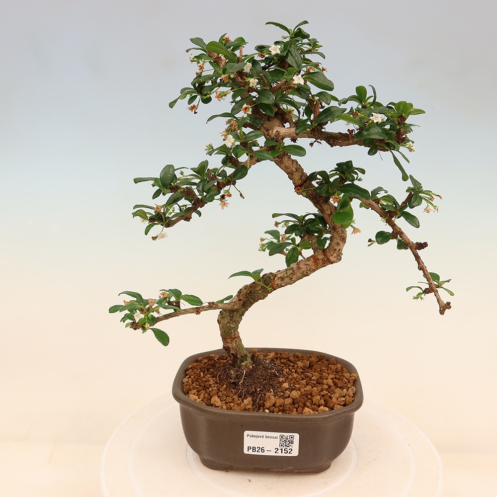 Bonsaï de chambre - Carmona macrophylla - Tea fuki