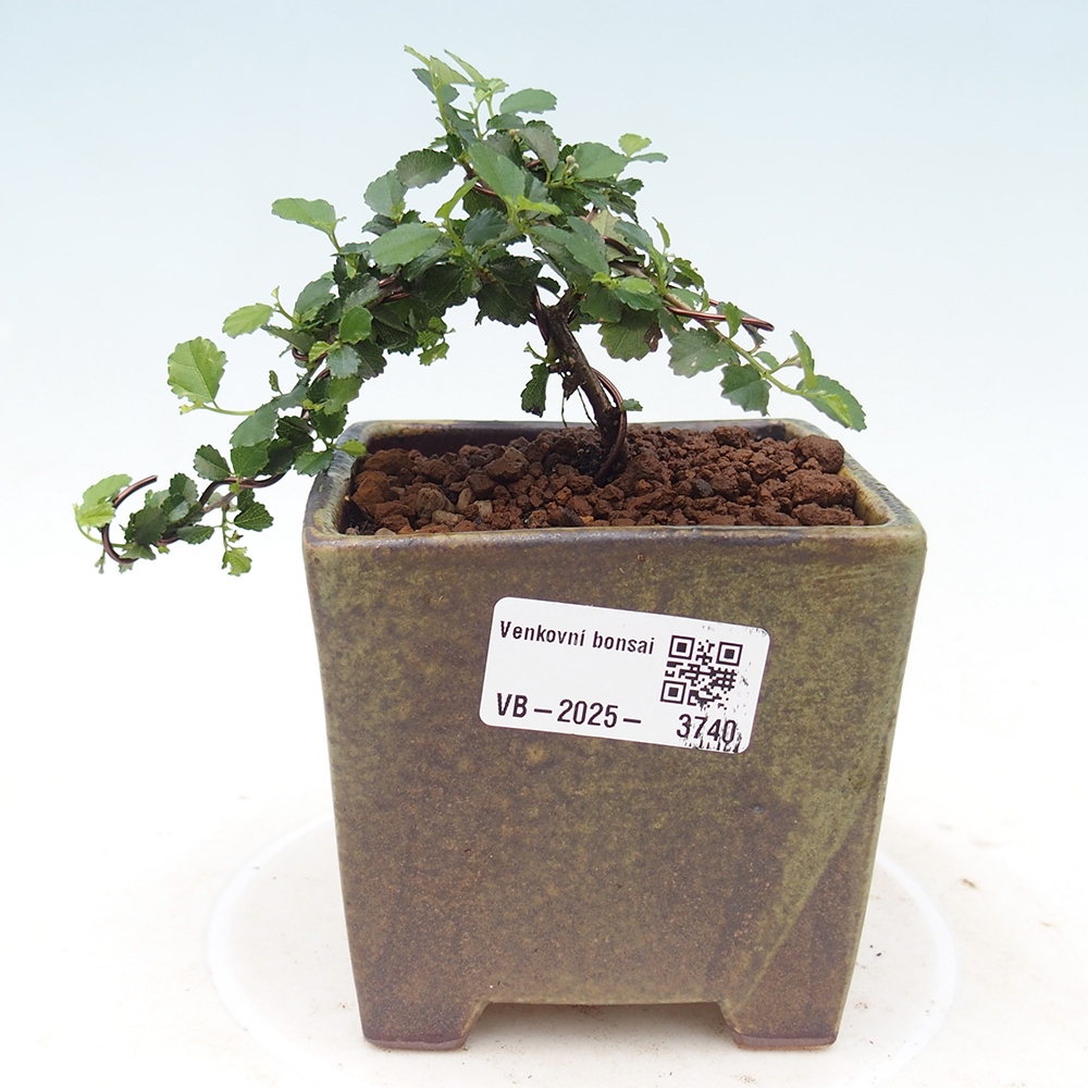 Bonsaï de chambre - Grewia sp. - Grewia malafolia