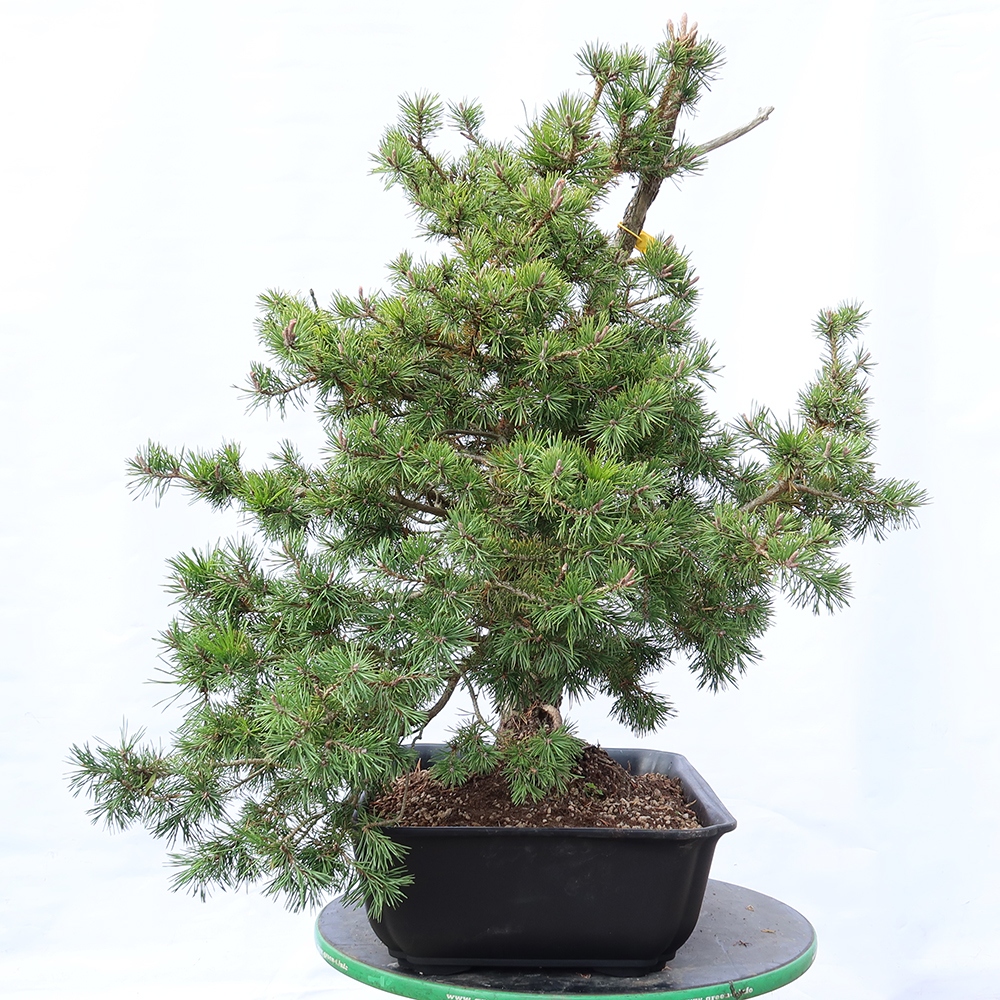 Pinus sylvestris Espagne - pin sylvestre