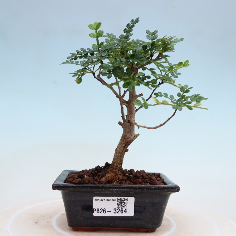 Salle bonsaï - Zantoxylum piperitum - arbre à poivre
