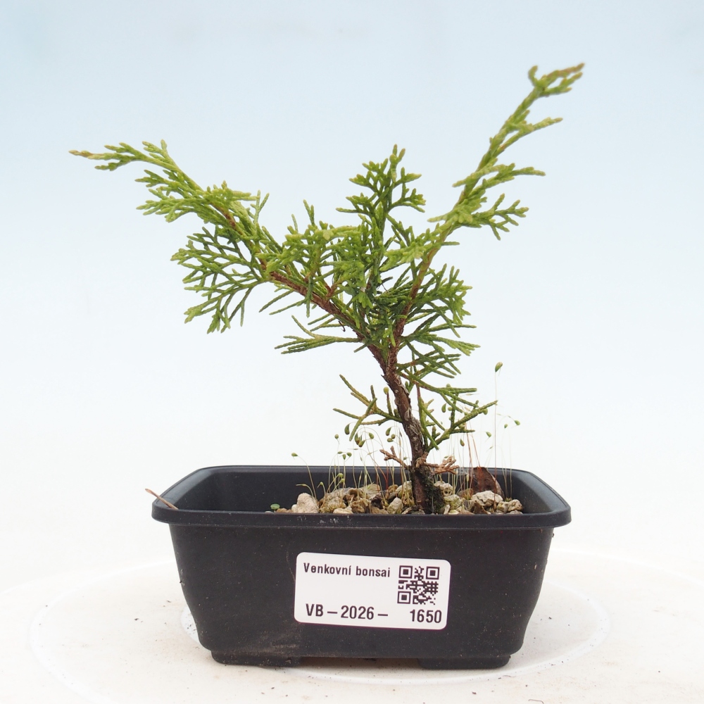 Bonsaï d'extérieur - Juniperus chinensis Itoigawa