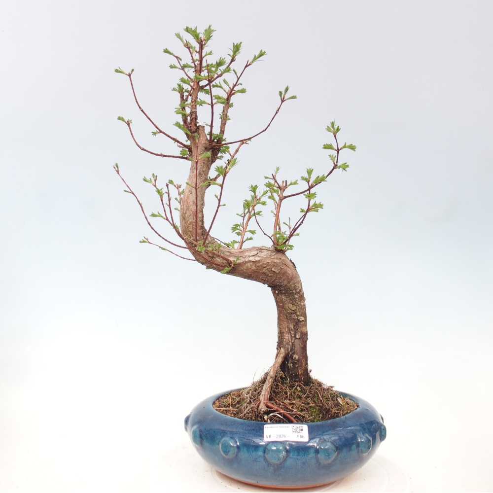 Bonsaï d'extérieur - Metasequoia glyptostroboides - Metasequoia chinois