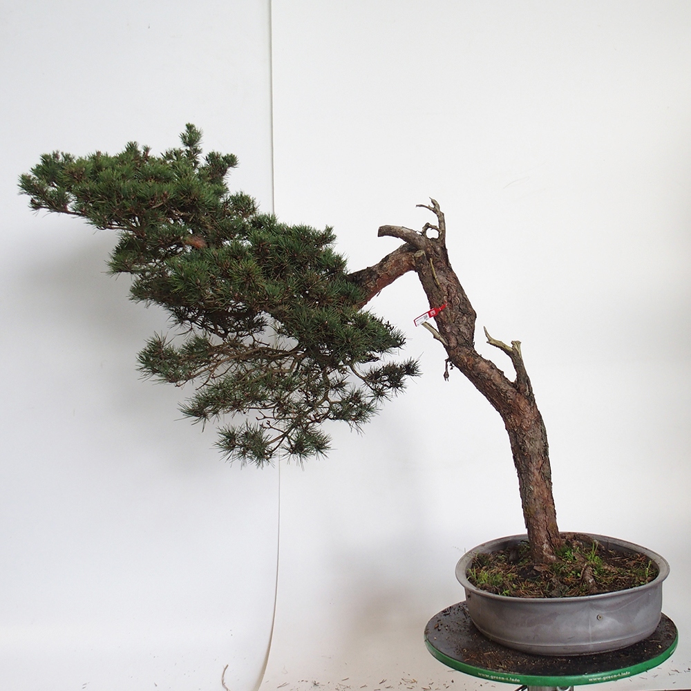 Yamadori - Pinus sylvestris Espagne