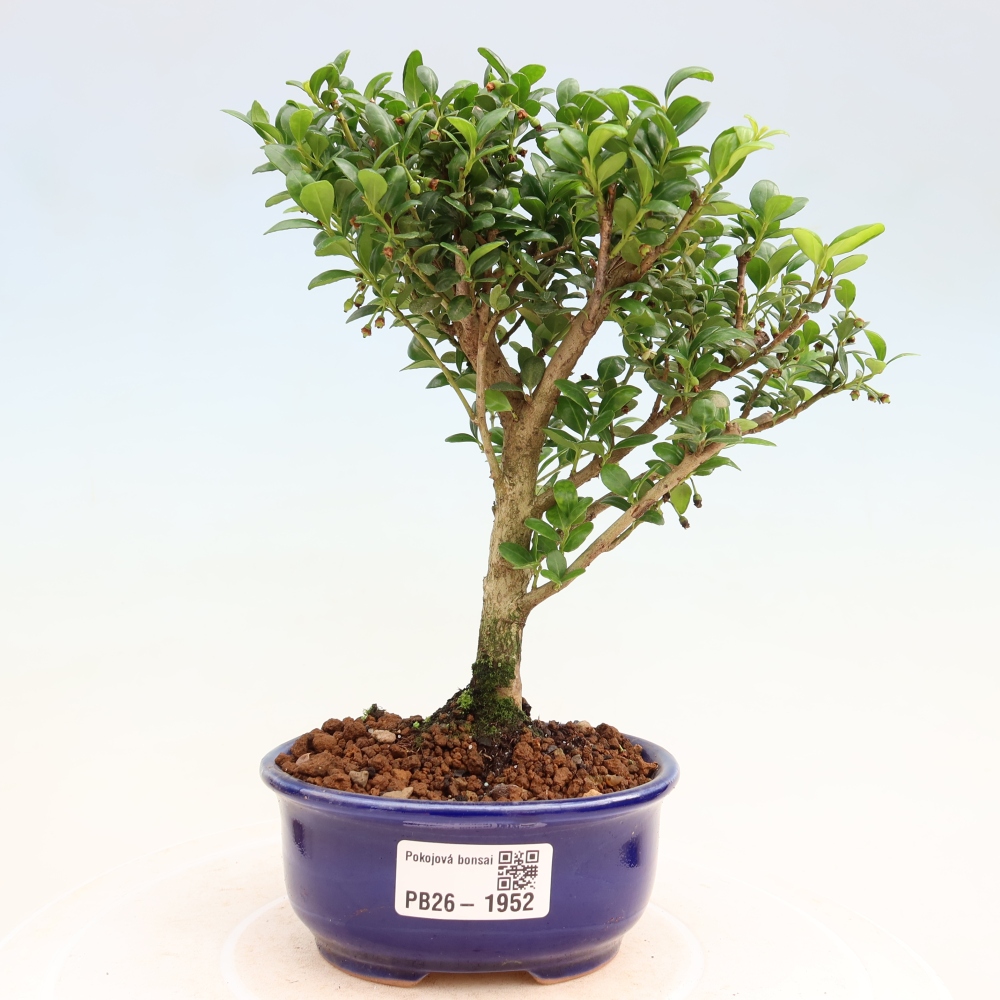 Bonsaï de chambre - Ilex crenata - Houx