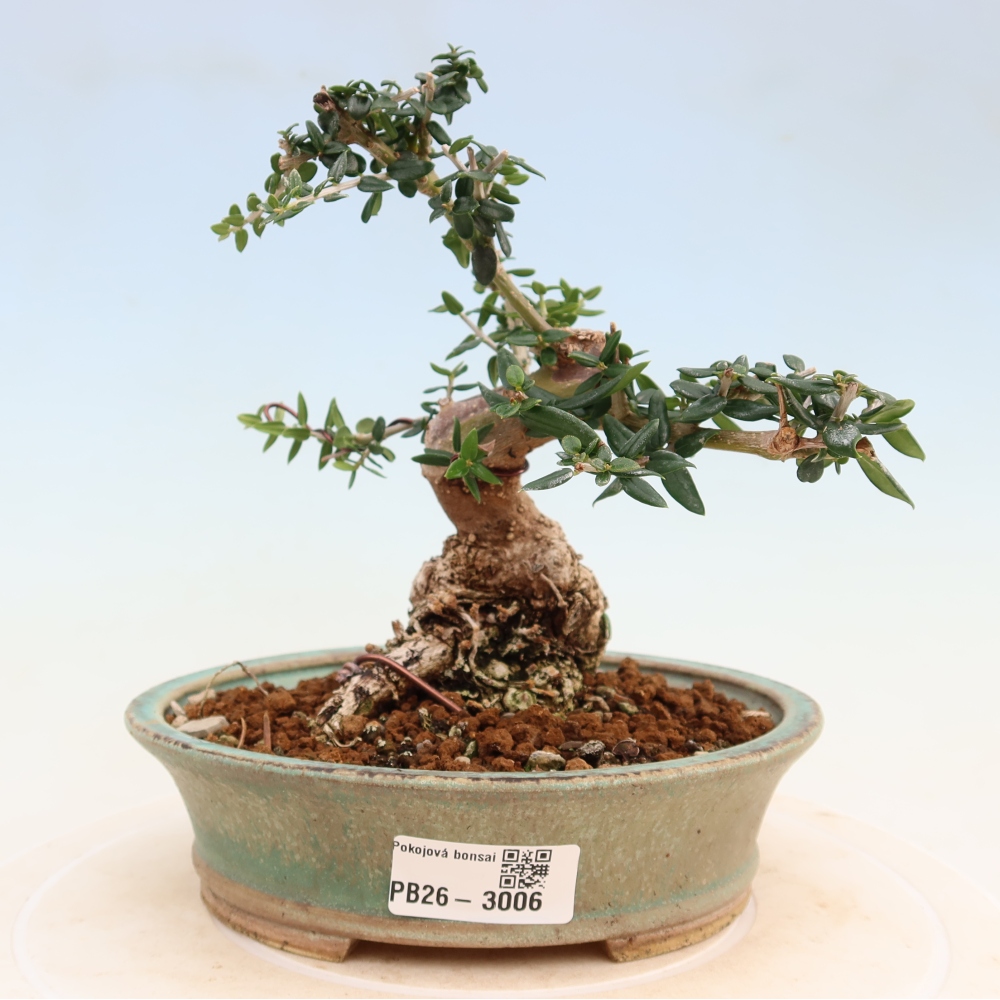 Bonsaï d'intérieur - Olea europaea sylvestris