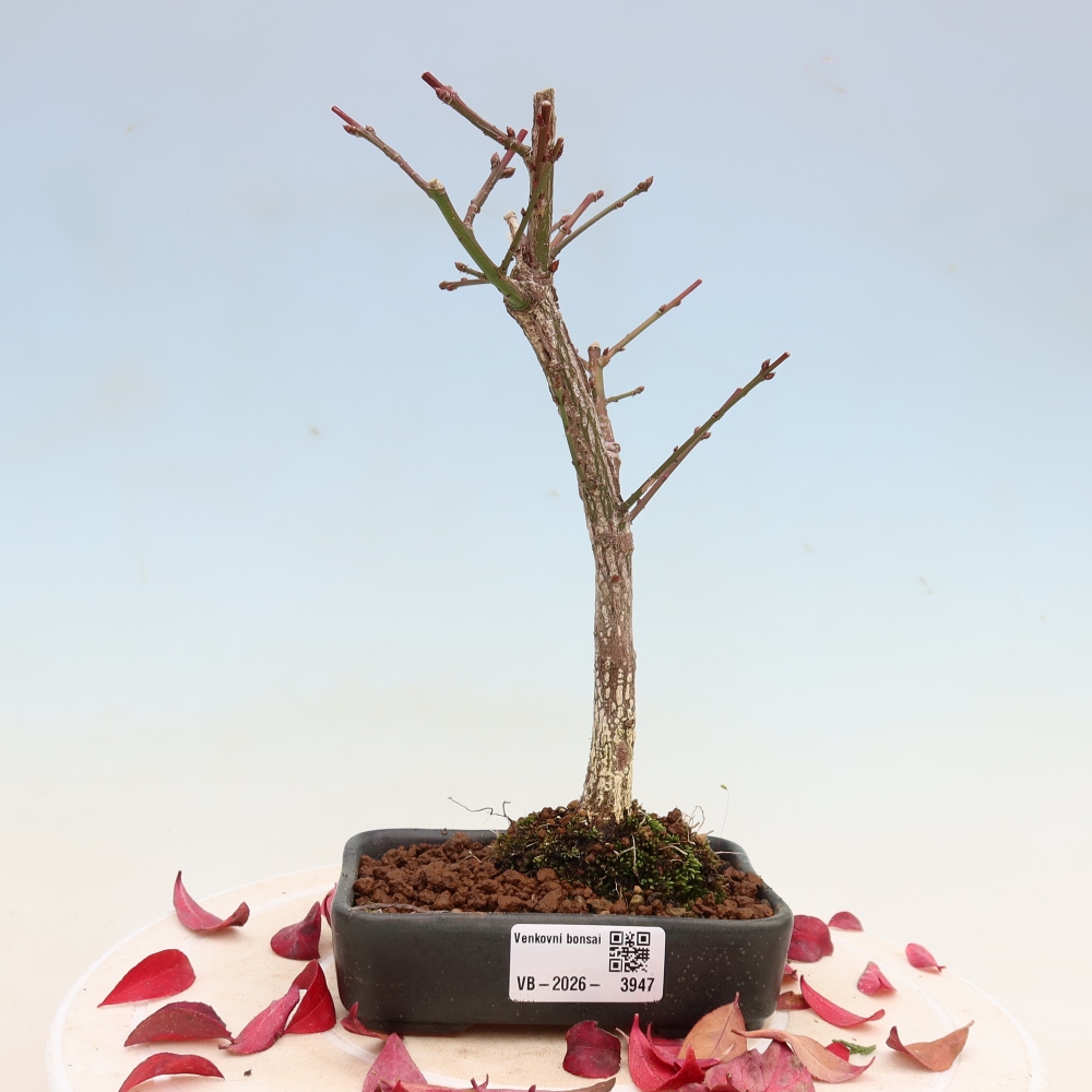 Bonsaï d'extérieur -  Euonymus alatus comactus  - fusain ailé