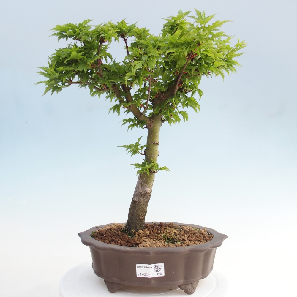 Bonsaï d'extérieur -Javor palm Acer palmatum Shishigashira