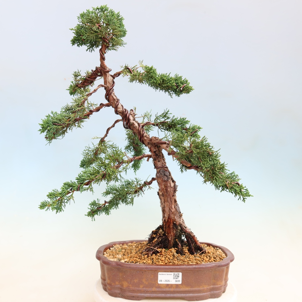 Bonsaï d'extérieur - Juniperus chinensis Kishu