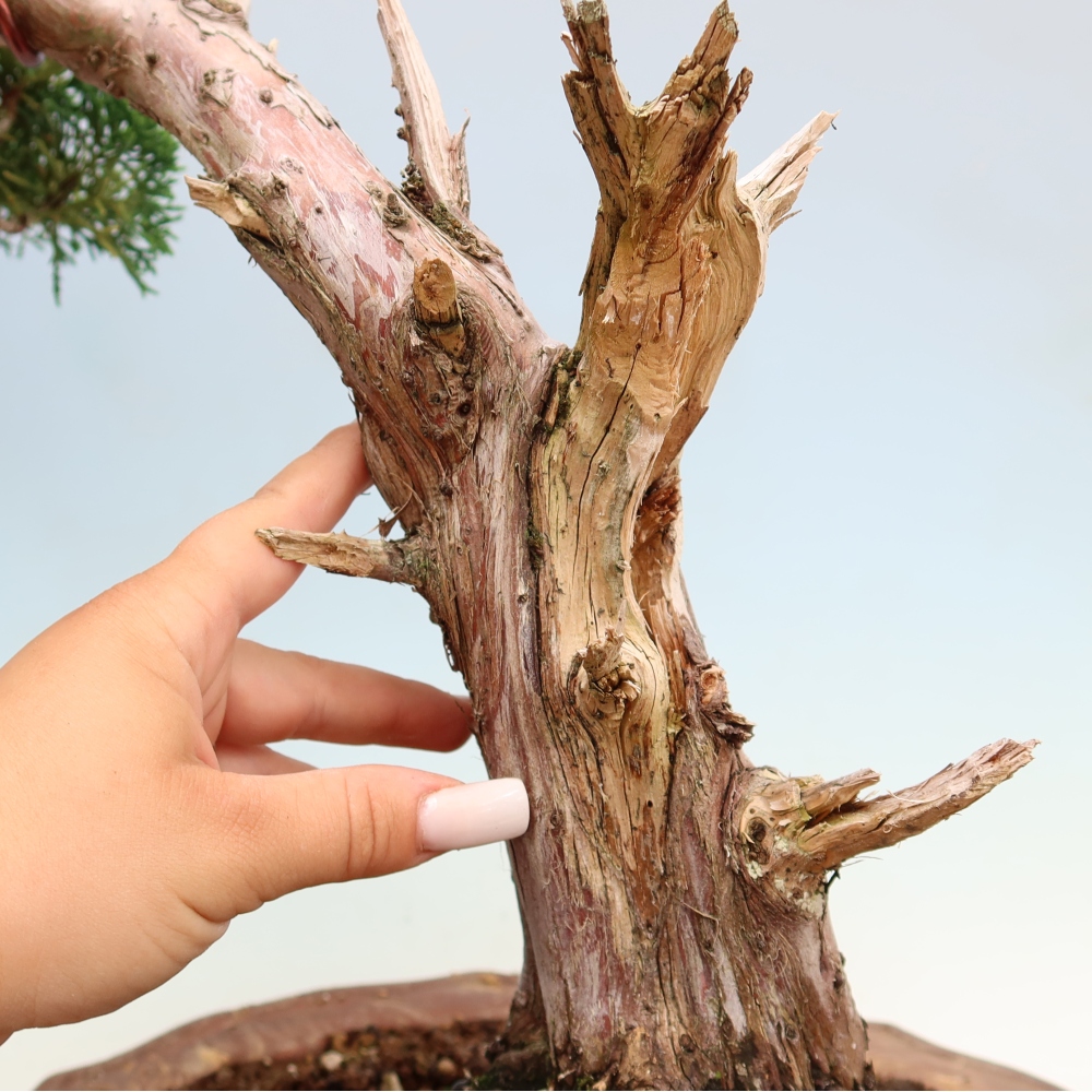 Bonsaï d'extérieur - Juniperus chinensis Kishu