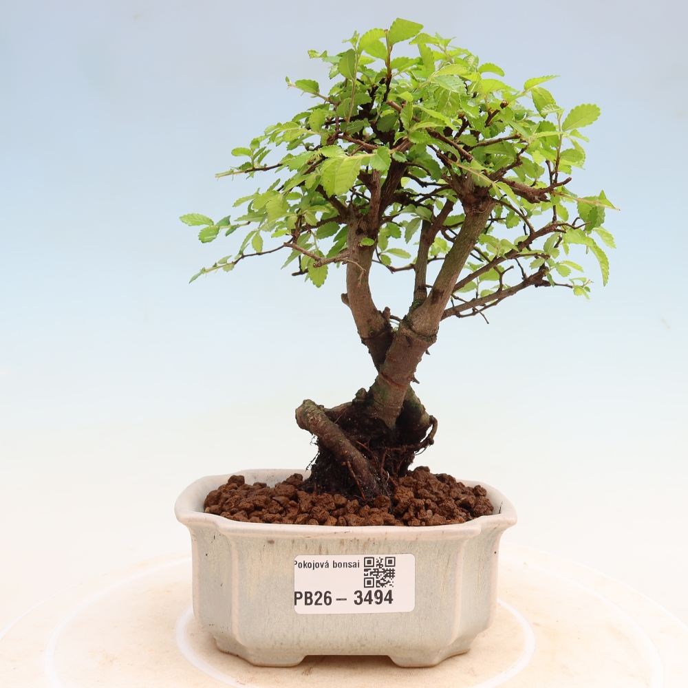 Bonsaï de chambre - Ulmus parvifolia - Orme à petites feuilles