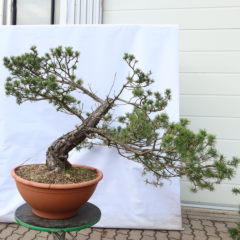 Pinus sylvestris Espagne - pin sylvestre