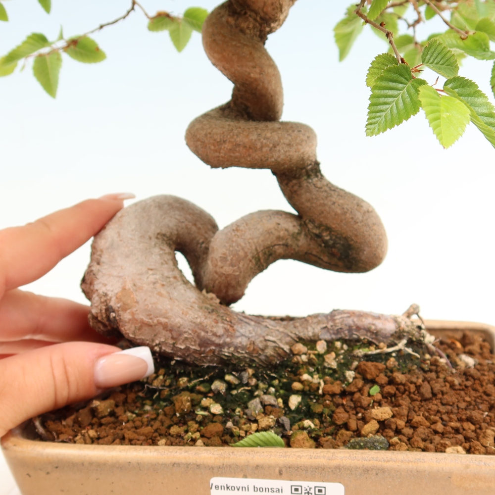 Bonsaï d'extérieur -Carpinus Coreana - Charme de Corée