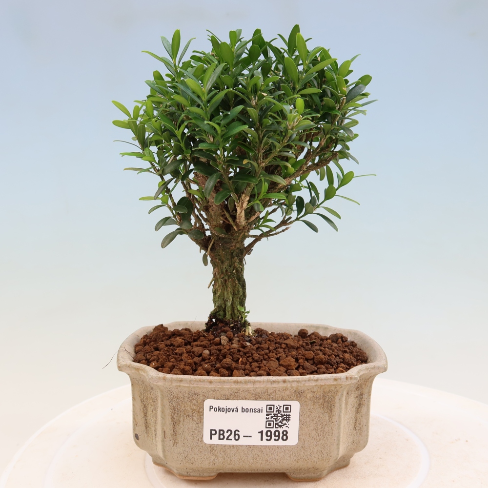 Bonsaï de chambre - Buxus harlandii - buxus liège
