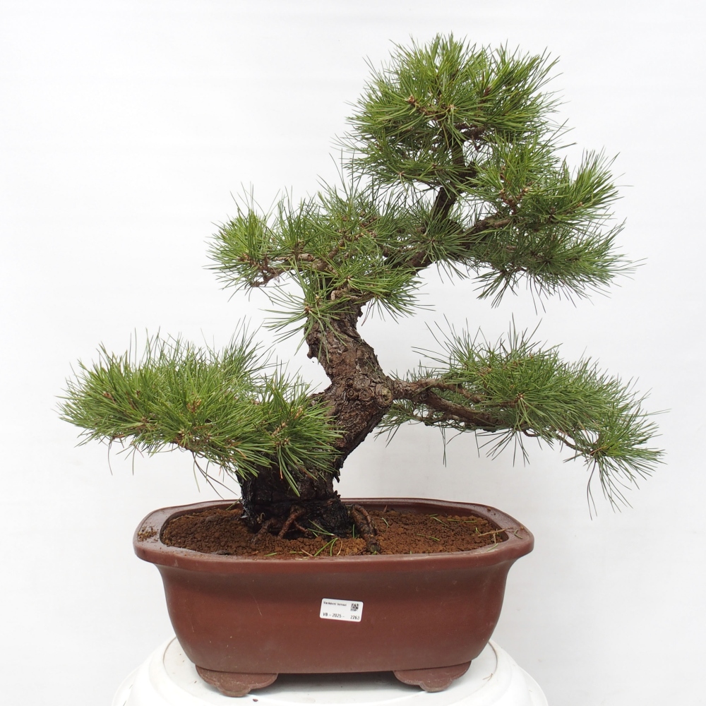 Bonsaï d'extérieur - Pinus thunbergii - Pin de Thunberg
