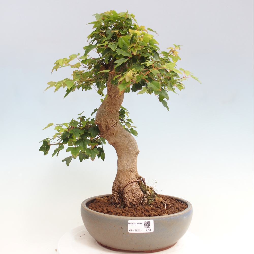 Bonsaï d'extérieur - Acer Buergerianum - Burger Maple