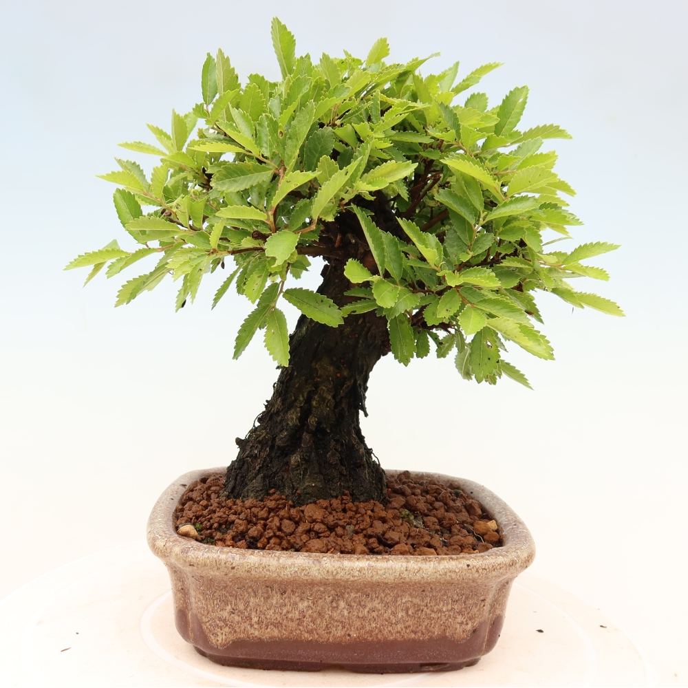 Bonsaï d'extérieur - Zelkova - Zelkova NIRE
