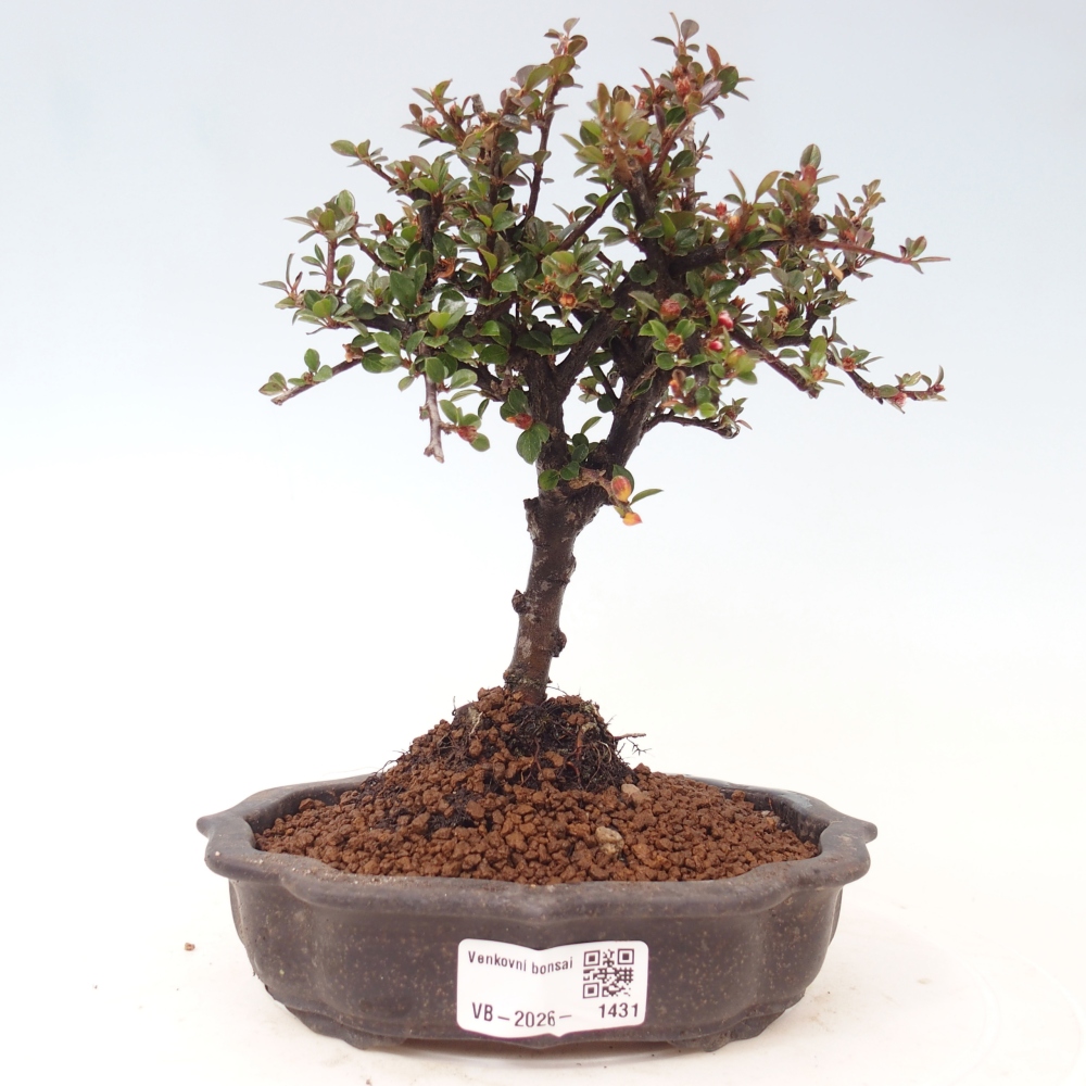Bonsaï d'extérieur - Cotoneaster horizontalis - Rocky Mountain