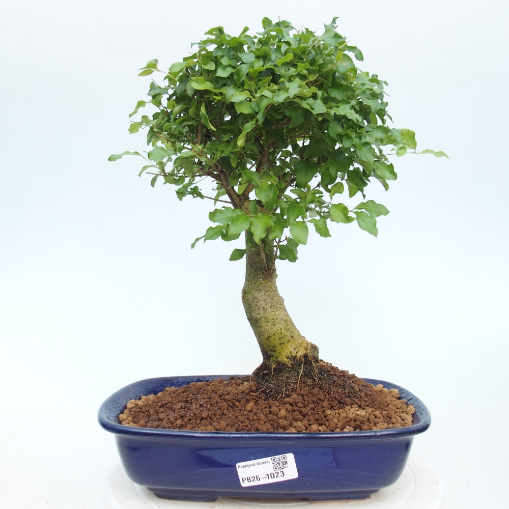 Bonsaï de chambre -Ligustrum chinensis - Bec d'oiseau