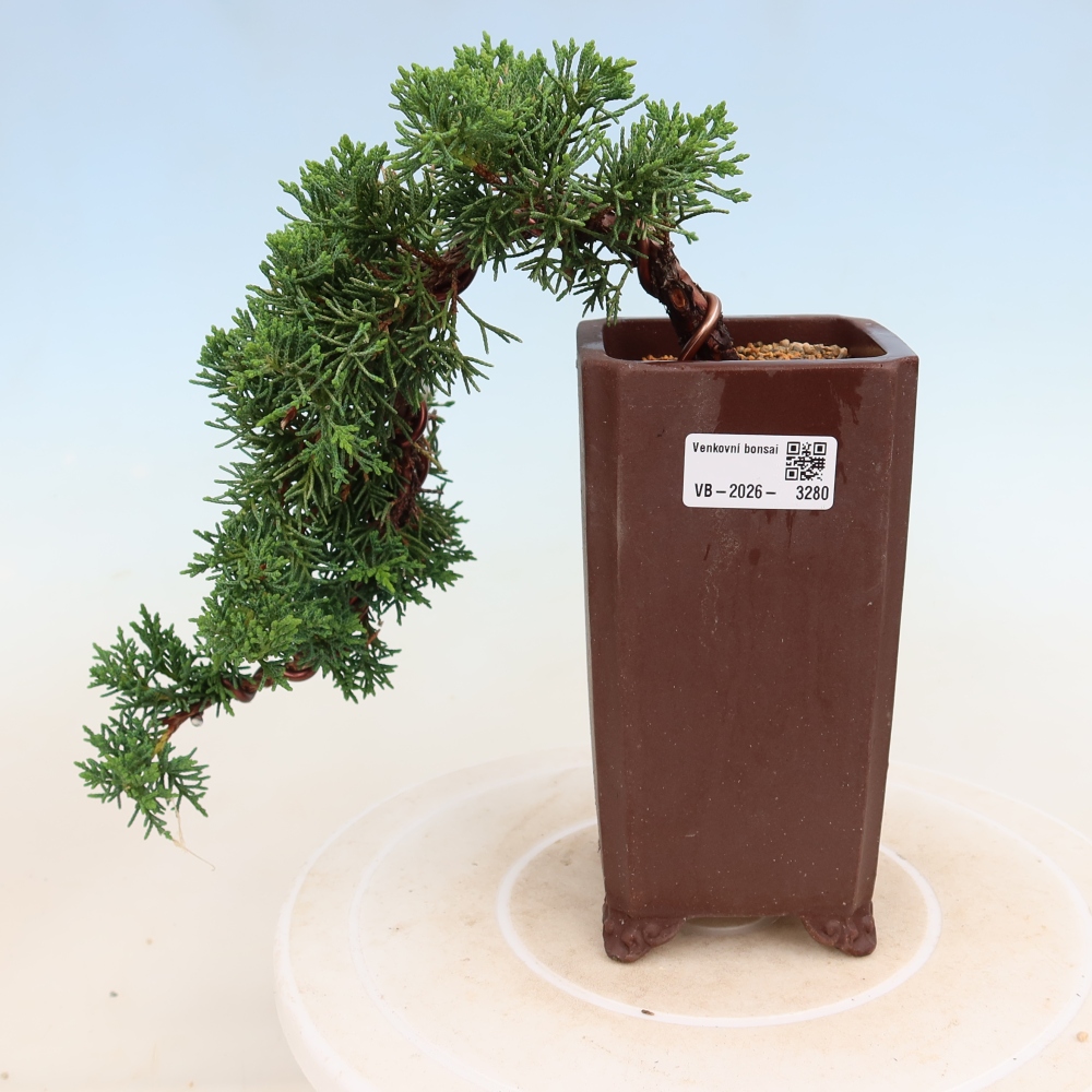 Bonsaï d'extérieur - Juniperus chinensis Kishu