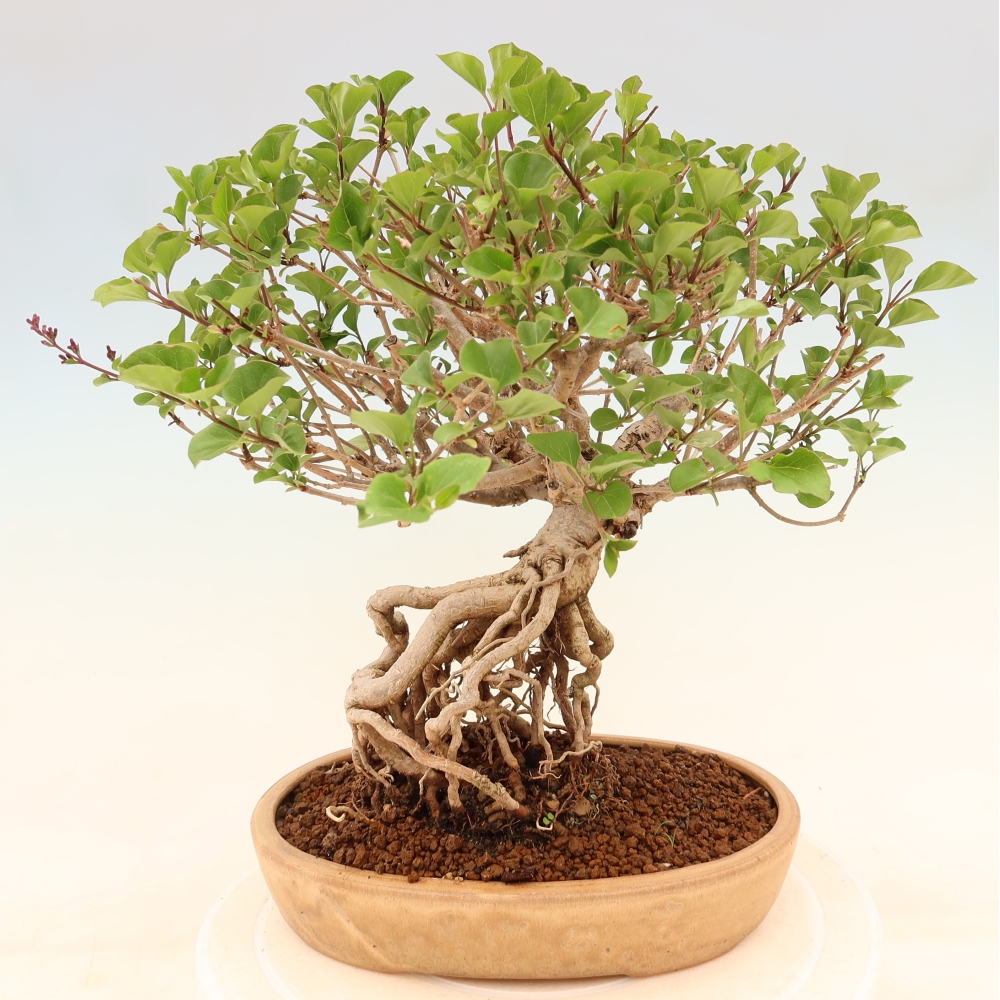 Bonsaï d'extérieur - Syringa microphylla - lilas à petites fleurs